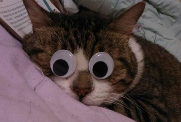 Top-10-Images-of-Cats-With-Googly-Eyes-4-510x345