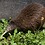 nzkiwi442